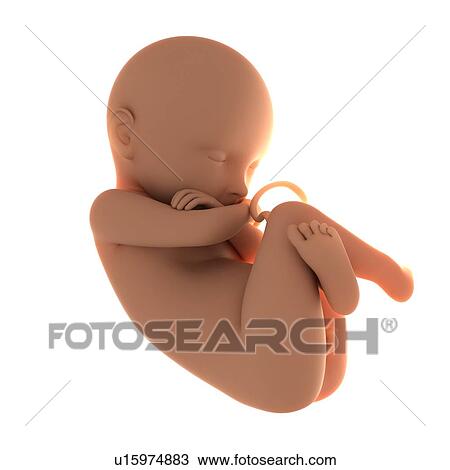Stock Image - Full-term foetus, computer artwork.. Fotosearch