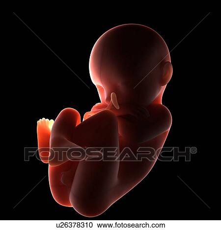 Full-term foetus, computer artwork. View Large Photo Image Stock Image - Full-term foetus, computer artwork.. Fotosearch