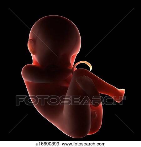Stock Photo - Full-term foetus, computer artwork.. Fotosearch