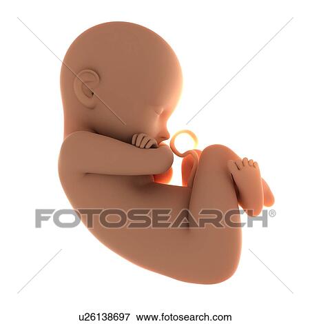 Full-term foetus, computer artwork. View Large Photo Image Stock Photo - Full-term foetus, computer artwork.. Fotosearch
