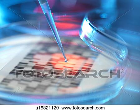 Stock Image - Genetic research, conceptual image. DNA (deoxyribonucleic acid) autoradiogram in a petri dish.. Fotosearch