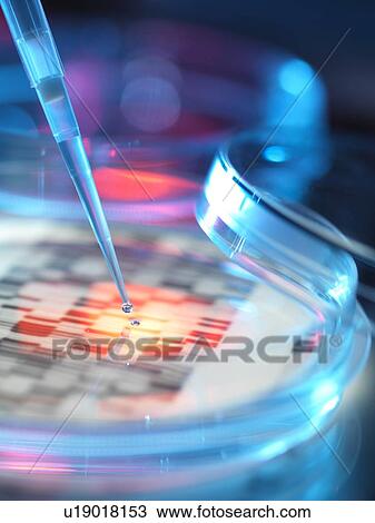 Stock Image - Genetic research, conceptual image. DNA (deoxyribonucleic acid) autoradiogram in a petri dish.. Fotosearch