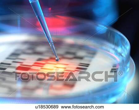 Stock Photo - Genetic research, conceptual image. DNA (deoxyribonucleic acid) autoradiogram in a petri dish.. Fotosearch