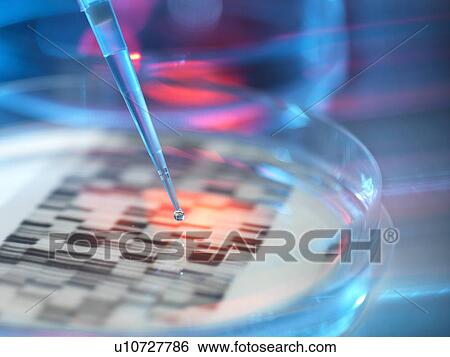 Stock Photograph - Genetic research, conceptual image. DNA (deoxyribonucleic acid) autoradiogram in a petri dish.. Fotosearch