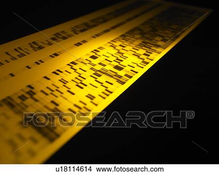 Picture - Genetic research. DNA (deoxyribonucleic acid) autoradiogram.. Fotosearch