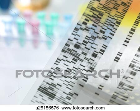 Stock Photograph - Genetic research. DNA (deoxyribonucleic acid) autoradiogram.. Fotosearch