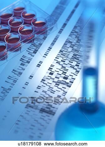 Stock Photo - Genetic research. Medium tray sitting on a DNA (deoxyribonucleic acid) autoradiogram next to a flask.. Fotosearch