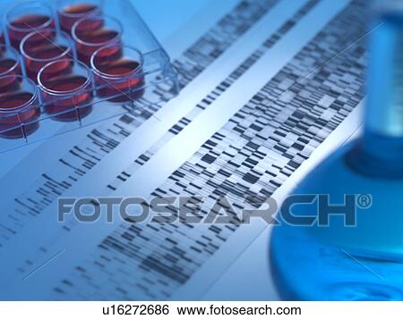 Genetic research. Medium tray sitting on a DNA (deoxyribonucleic acid) autoradiogram next to a flask. View Large Photo Image Stock Photograph - Genetic research. Medium tray sitting on a DNA (deoxyribonucleic acid) autoradiogram next to a flask.. Fotosearch