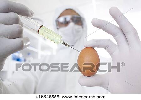 Stock Photography - Genetically modified egg, conceptual image.. Fotosearch