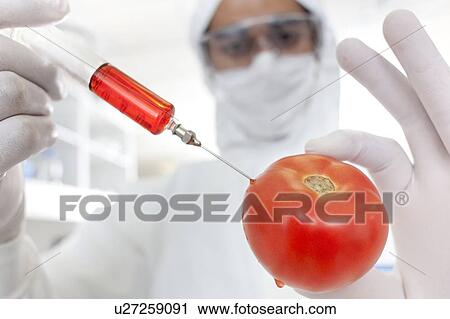 Stock Image - Genetically modified tomato, conceptual image.. Fotosearch