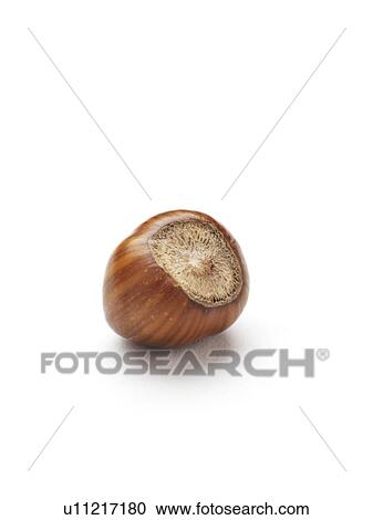 Stock Image - Hazelnut.. Fotosearch