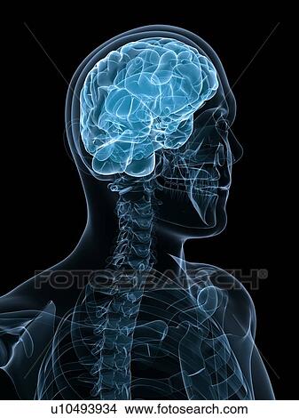 Picture - Head anatomy, computer artwork.. Fotosearch