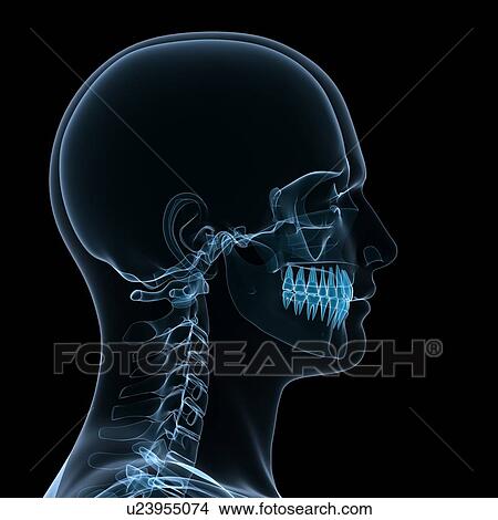 Head anatomy, computer artwork. View Large Photo Image Picture - Head anatomy, computer artwork.. Fotosearch