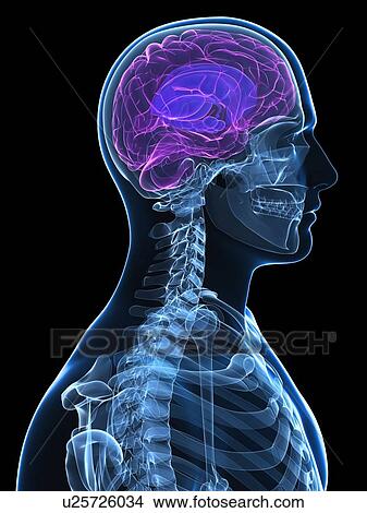 Picture - Head anatomy, computer artwork.. Fotosearch
