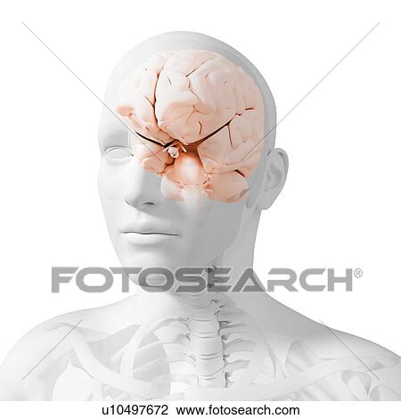Head anatomy, computer artwork. View Large Photo Image Stock Image - Head anatomy, computer artwork.. Fotosearch