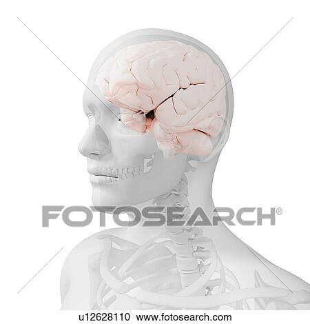 Head anatomy, computer artwork. View Large Photo Image Stock Image - Head anatomy, computer artwork.. Fotosearch