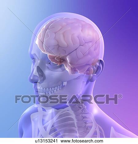 Head anatomy, computer artwork. View Large Photo Image Stock Image - Head anatomy, computer artwork.. Fotosearch
