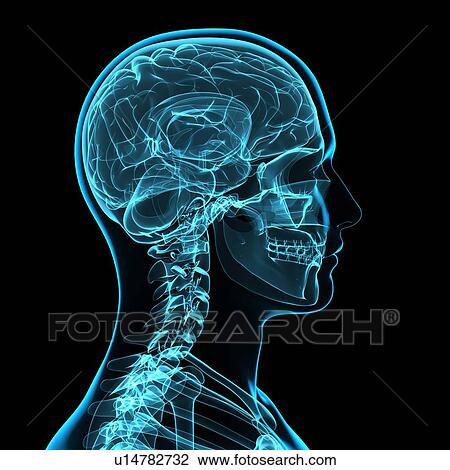 Stock Image - Head anatomy, computer artwork.. Fotosearch