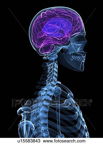 Stock Image - Head anatomy, computer artwork.. Fotosearch