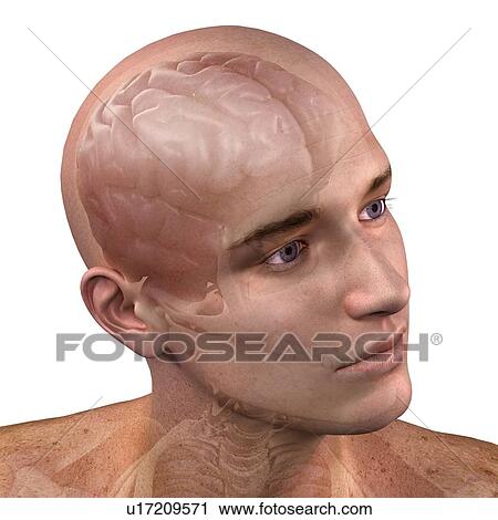 Stock Image - Head anatomy, computer artwork.. Fotosearch