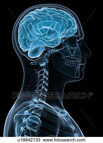 Head anatomy, computer artwork. View Large Photo Image Stock Image - Head anatomy, computer artwork.. Fotosearch
