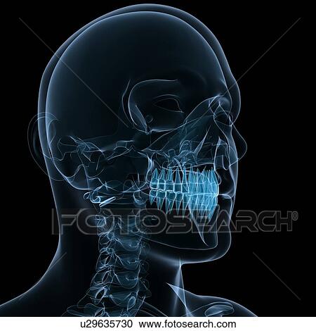 Stock Image - Head anatomy, computer artwork.. Fotosearch