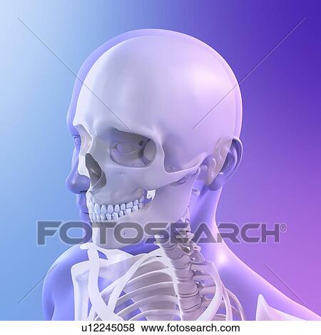 Stock Photo - Head anatomy, computer artwork.. Fotosearch