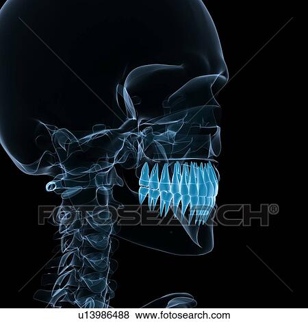 Head anatomy, computer artwork. View Large Photo Image Stock Photo - Head anatomy, computer artwork.. Fotosearch