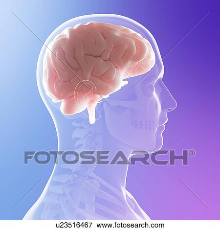 Stock Photo - Head anatomy, computer artwork.. Fotosearch