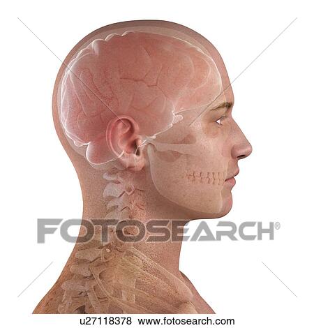 Head anatomy, computer artwork. View Large Photo Image Stock Photo - Head anatomy, computer artwork.. Fotosearch
