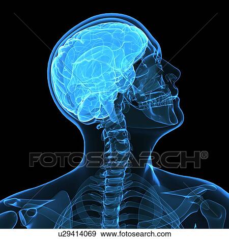 Head anatomy, computer artwork. View Large Photo Image Stock Photo - Head anatomy, computer artwork.. Fotosearch