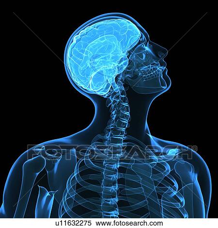 Head anatomy, computer artwork. View Large Photo Image Stock Photography - Head anatomy, computer artwork.. Fotosearch