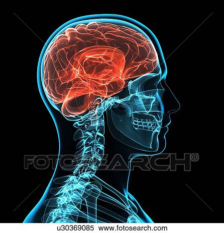 Head anatomy, computer artwork. View Large Photo Image Stock Photography - Head anatomy, computer artwork.. Fotosearch