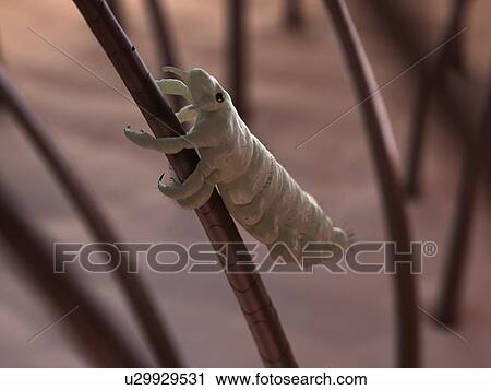 Head louse (Pediculus humanus capitis), computer artwork. View Large Photo Image Stock Image - Head louse (Pediculus humanus capitis), computer artwork.. Fotosearch