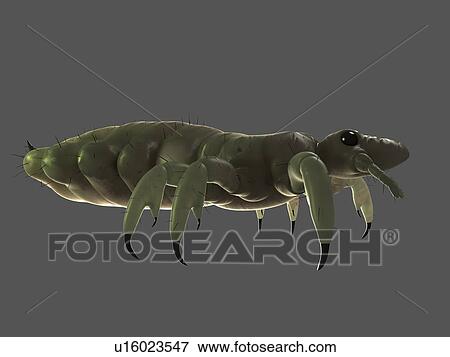 Head louse (Pediculus humanus capitis), computer artwork. View Large Photo Image Stock Photo - Head louse (Pediculus humanus capitis), computer artwork.. Fotosearch