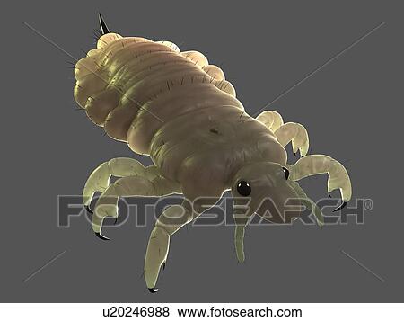 Head louse (Pediculus humanus capitis), computer artwork. View Large Photo Image Stock Photo - Head louse (Pediculus humanus capitis), computer artwork.. Fotosearch