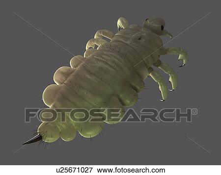 Head louse (Pediculus humanus capitis), computer artwork. View Large Photo Image Stock Photo - Head louse (Pediculus humanus capitis), computer artwork.. Fotosearch