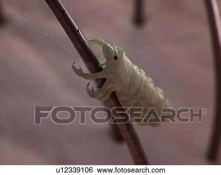 Head louse (Pediculus humanus capitis), computer artwork. View Large Photo Image Stock Photograph - Head louse (Pediculus humanus capitis), computer artwork.. Fotosearch