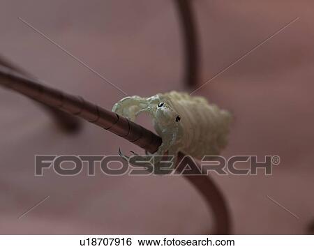 Head louse (Pediculus humanus capitis), computer artwork. View Large Photo Image Stock Photograph - Head louse (Pediculus humanus capitis), computer artwork.. Fotosearch