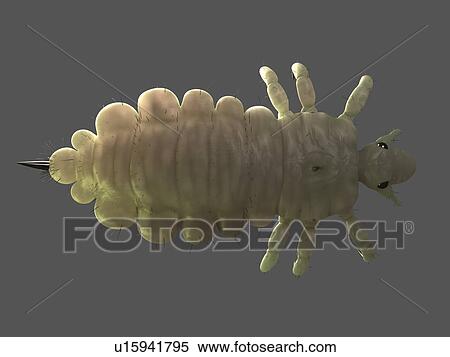Stock Photography - Head louse (Pediculus humanus capitis), computer artwork.. Fotosearch