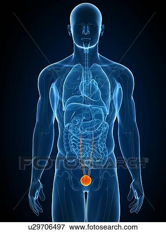 Healthy bladder, computer artwork. View Large Photo Image Stock Photo - Healthy bladder, computer artwork.. Fotosearch
