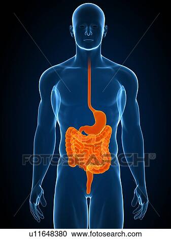Stock Image - Healthy digestive system, computer artwork.. Fotosearch