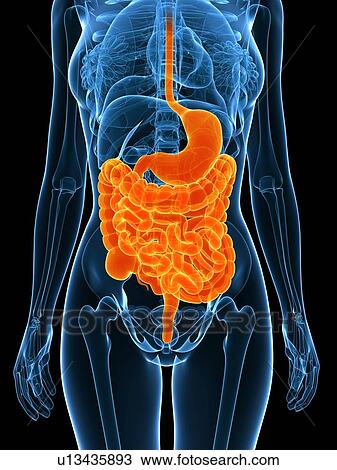 Healthy digestive system, computer artwork. View Large Photo Image Stock Image - Healthy digestive system, computer artwork.. Fotosearch