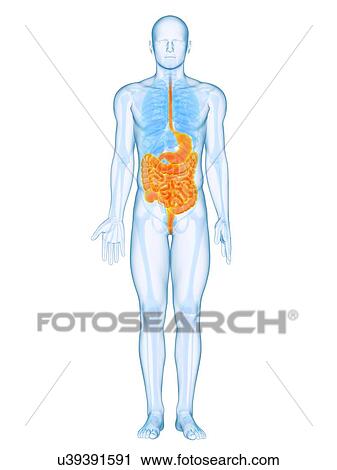 Healthy digestive system, computer artwork. View Large Photo Image Stock Image - Healthy digestive system, computer artwork.. Fotosearch