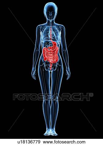 Healthy digestive system, computer artwork. View Large Photo Image Stock Photo - Healthy digestive system, computer artwork.. Fotosearch