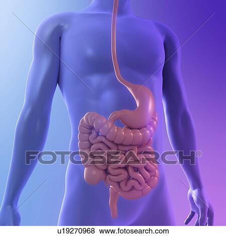 Healthy digestive system, computer artwork. View Large Photo Image Stock Photo - Healthy digestive system, computer artwork.. Fotosearch