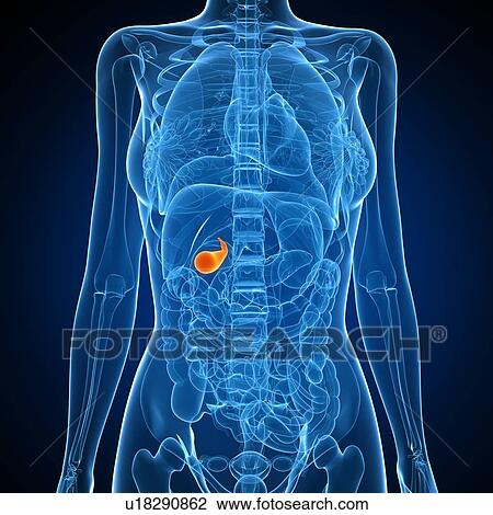 Healthy gallbladder,, computer artwork. View Large Photo Image Stock Image - Healthy gallbladder,, computer artwork.. Fotosearch