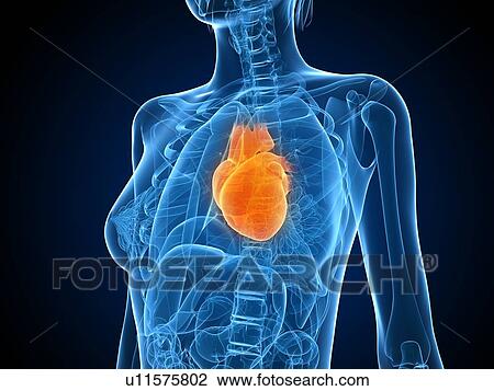 Stock Image - Healthy heart, computer artwork.. Fotosearch