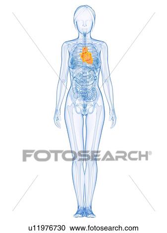 Healthy heart, computer artwork. View Large Photo Image Stock Image - Healthy heart, computer artwork.. Fotosearch
