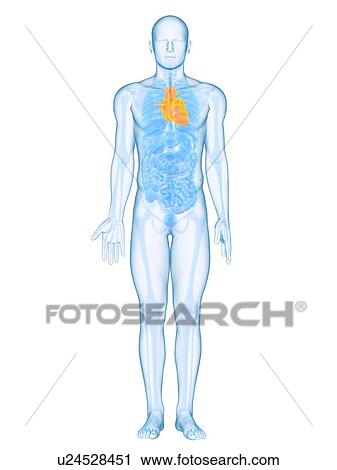 Stock Image - Healthy heart, computer artwork.. Fotosearch